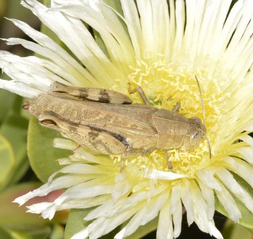Calliptamus sp.